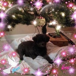 Meet your Posher, Roberta